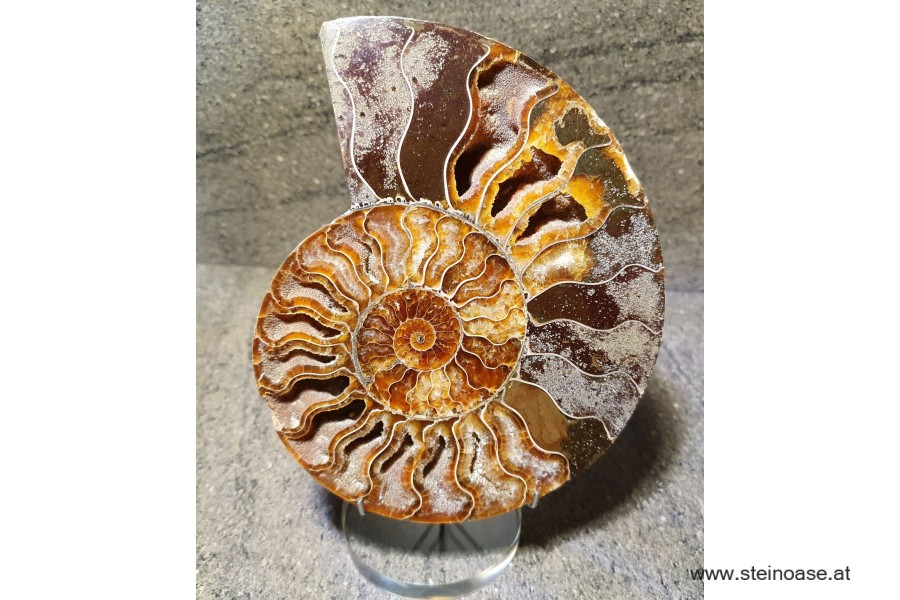 Ammonite Nr.4
